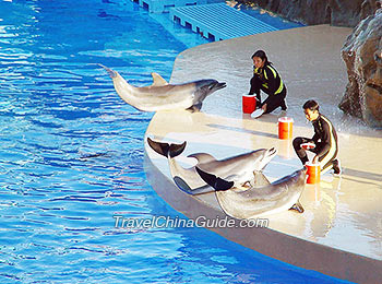 Dolphin Performance, Ocean Park 